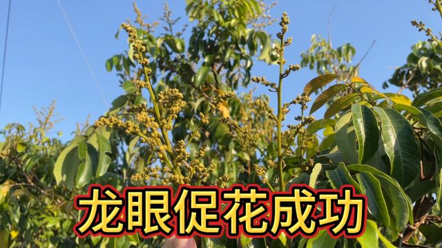 龙眼促花催花成功,2024年龙眼和荔枝同时成熟,让我们一起期待