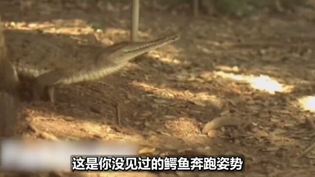 最怂最弱的3种鳄鱼鳄鱼野生动物动物科普 1