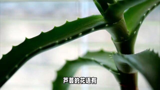 芦荟花语:洁身自爱、不受干扰、自尊自卑的爱、青春之源