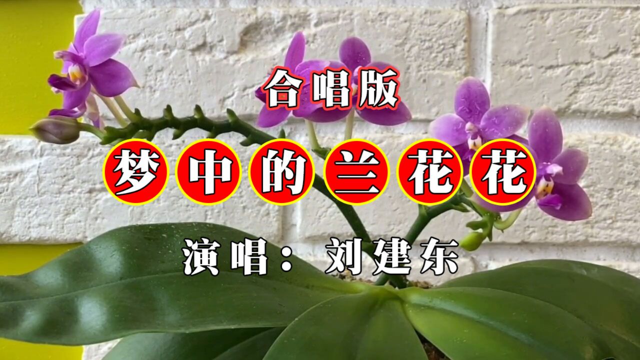 東北歌王劉建東合唱版的《夢中的蘭花花》上線,歌聲婉轉動聽