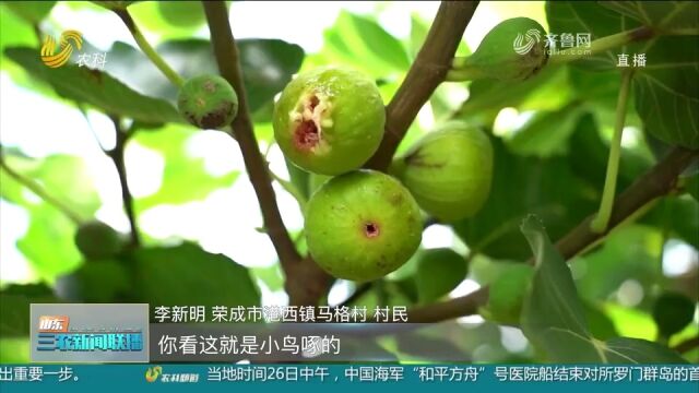 荣成:青皮无花果“甜蜜”上市,农户民采摘分拣,处处繁忙景象