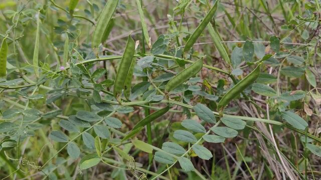 这种植物在古代曾经当蔬菜食用,现在沦为绿肥野草了#野