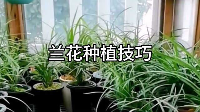 兰花种植注意事项