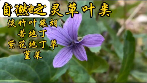 自然之灵草叶类淡竹叶柴胡苦地丁紫花地丁草堇菜