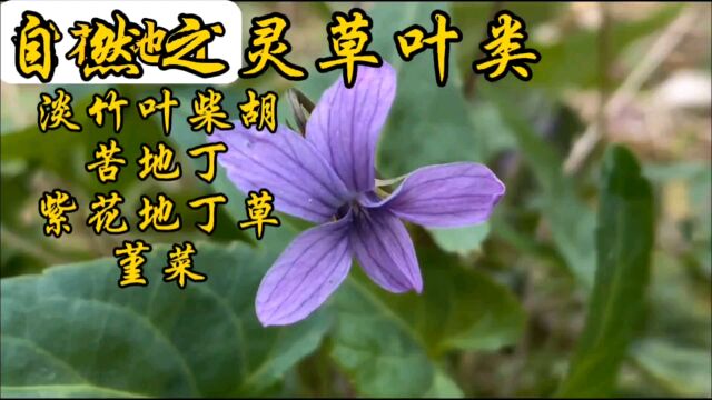 自然之灵草叶类淡竹叶柴胡苦地丁紫花地丁草堇菜