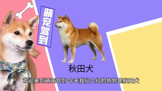 【萌宠驾到】秋田犬有什么特征?秋田犬性格怎么样?