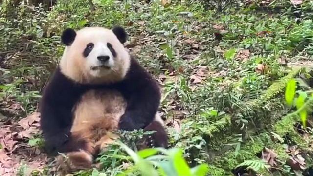 对着卖萌的熊猫宝宝,可不能乱说话,不然它又要掏着兜“骂人”了