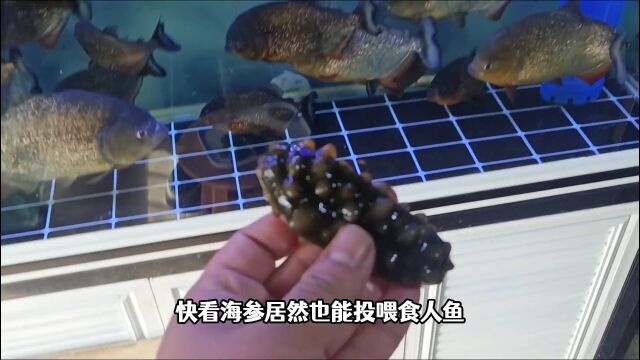 25块买了4个软黄金海参,回来后投喂猛鱼