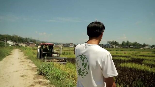 又是一年好“丰”景,达州市达川区41.7万亩水稻熟了