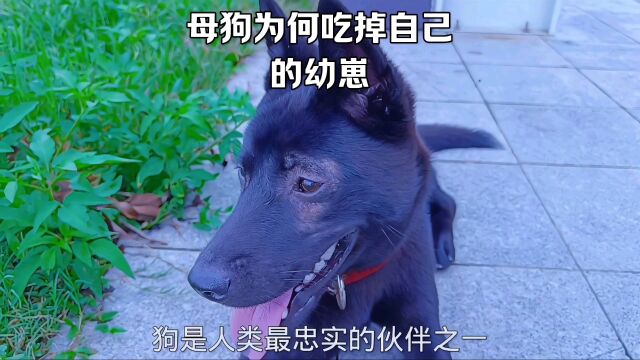 母狗为何吃掉自己的幼崽?残酷还是本能!#中华田园犬 #宠物知识 #萌宠小夕