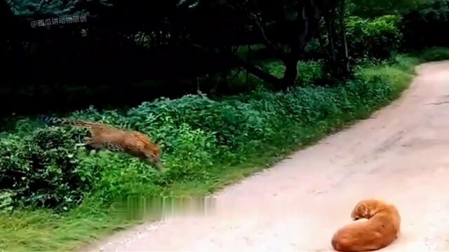 家犬作死挑衅花豹的全过程!奇妙的动物野生动物动物的迷惑行为动物世界