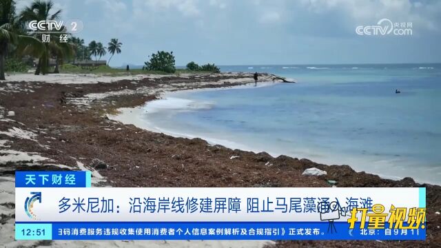 多米尼加:沿海岸线修建屏障,阻止马尾藻涌入海滩