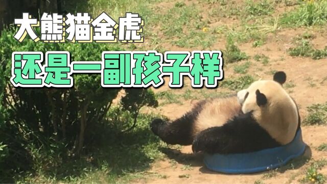 大熊猫金虎都十三岁了,还是一副稚气未脱的样子!