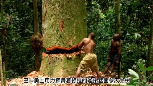 巴卡勇士不惜砍伐上百年的树木，凭借一根藤条爬上50米大树，采集蜂蜜来填饱妻儿的空腹