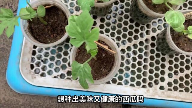 西瓜移栽种植技术的精要:确保丰收和植株健康的关键步骤