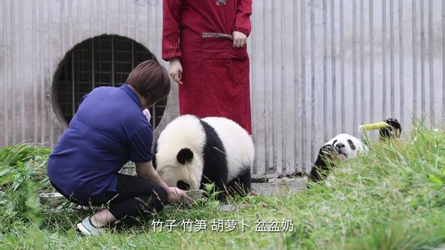 四川卧龙中华大熊猫苑 看熊猫的快乐谁懂啊!