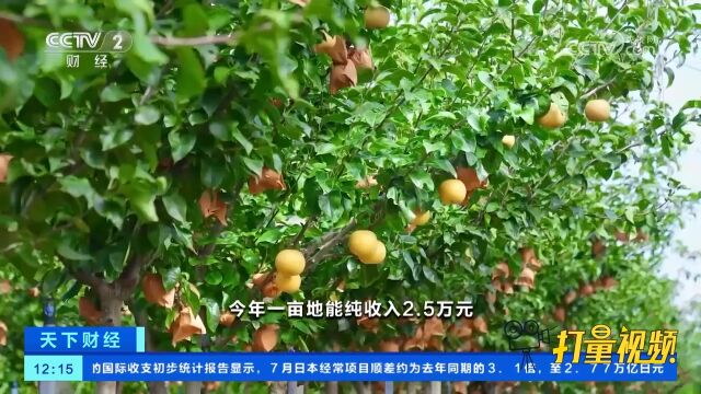 山东莱西:个头大汁水多!4万多亩秋月梨进入采摘期