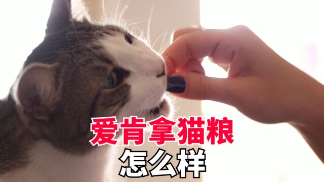 这款爱肯拿猫粮怎么样?一起来看看吧!