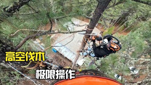 伐木工人的极限操作，砍伐高度超过10米的树木，实拍作业全过程_高清1080P在线观看平台_腾讯视频