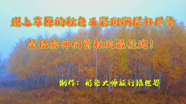 坝上草原的秋色五彩斑斓层林尽染!是摄影师们赏秋的好地方!