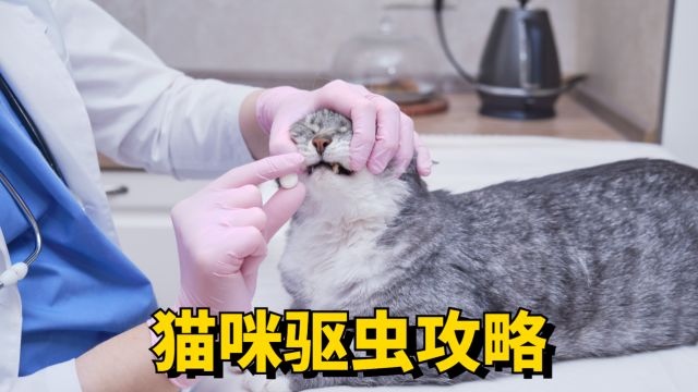 新手养猫如何驱虫,看完秒懂!