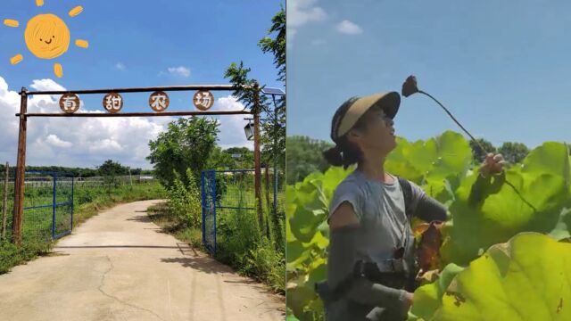 农村女孩租下20亩地建设共享菜地:已有30多位园主收货了几十斤菜,农场建设有时候一天工作18个小时