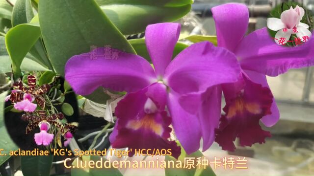 C.lueddemanniana原种卡特兰花