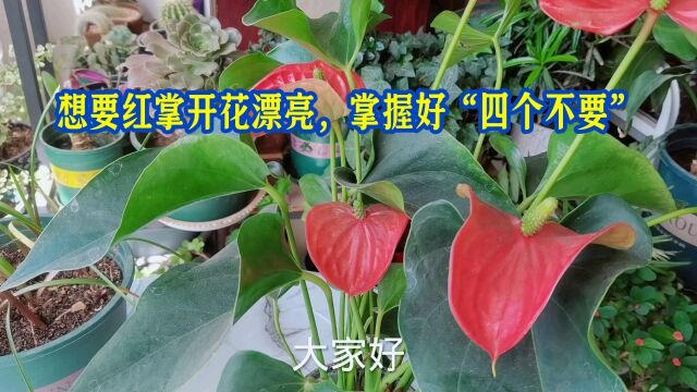 想要红掌开花漂亮,做好“四个不要”