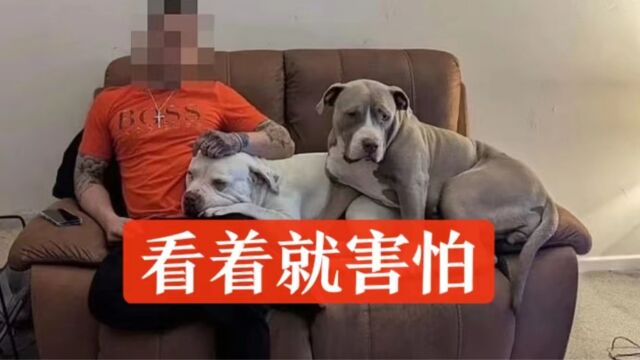 大型恶霸犬屡伤人命!英国首相下令禁养,育犬协会却不乐意了