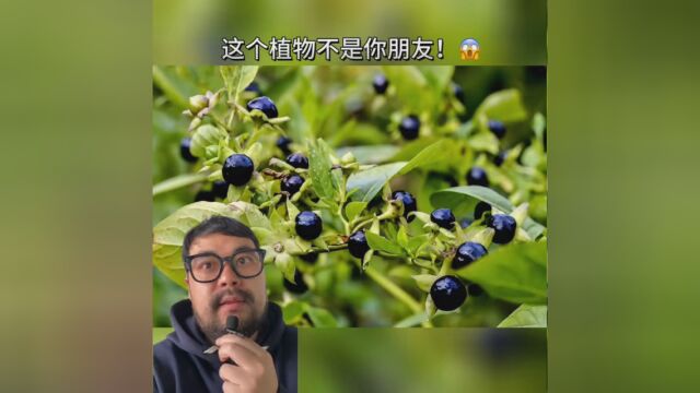 另外一个你看到就要尽快远离的植物介绍给你 请记住 他叫颠茄 不是蓝莓 剧毒不可食用 #大自然的原生态 #一般人不知道是什么