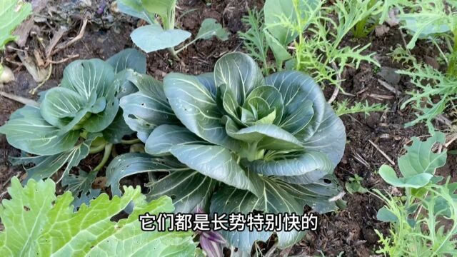 冬天家庭种菜可以套种的8种蔬菜,合理利用菜园避免长杂草多收菜