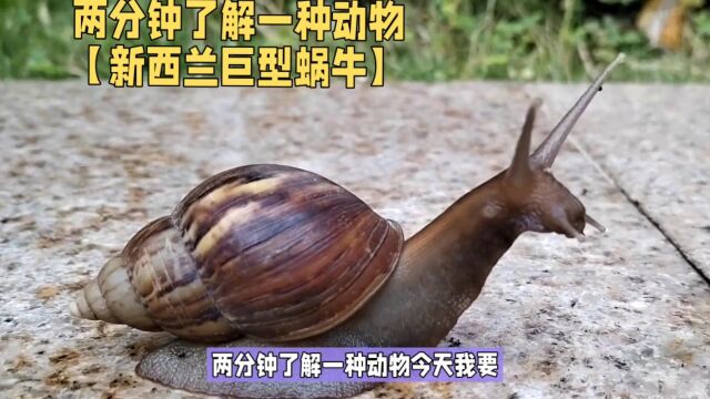 两分钟了解一种动物【新西兰巨型蜗牛】