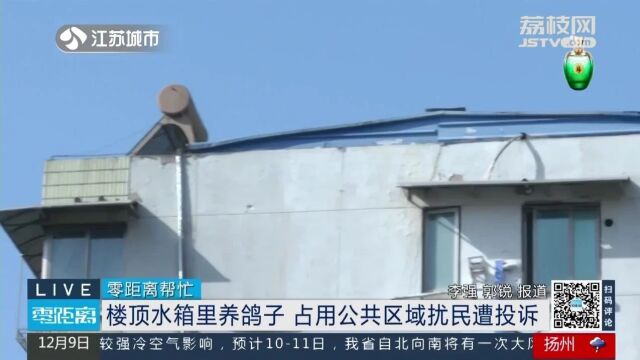 侵占楼顶养鸽子引争议,养鸽人称有“信鸽证”?信鸽协会作出回复!