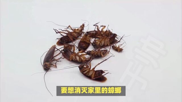 科学灭蟑螂,宠物也能帮忙