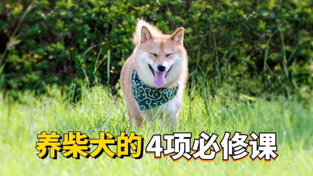 想要养好柴犬,学好这4门必修课吧!