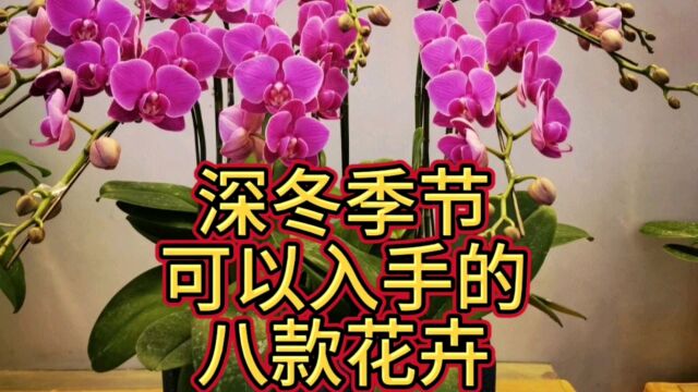 渐入深冬,为花友们推荐八款花卉值得入手