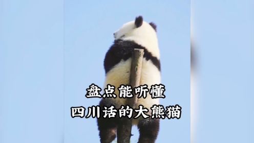 盘点能听懂四川话的大熊猫，真是太可爱了#大熊猫和花 #熊猫界顶流女明星花花 #旅美国宝大熊猫回家之路 #关爱大熊猫 #国宝熊猫