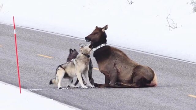 灰狼猎杀大山羊,山羊被咬断了脚筋,居然还在拖拽着灰狼奔跑