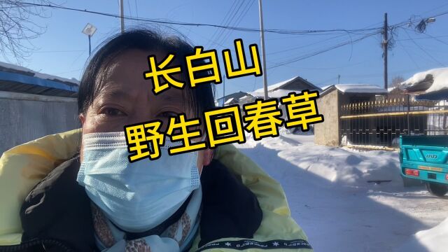 今天春姐,给上海粉丝讲一下长白山野生回春草,你知道它吗