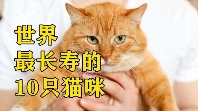 世界最长寿的10只猫!第一名年龄高达172岁,来看看长寿秘诀