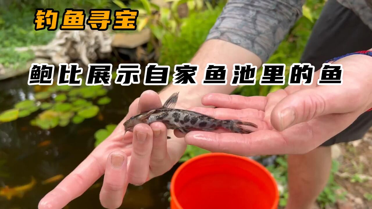 鲍比展示自家鱼池，捞到很多观赏鱼_高清1080P在线观看平台_腾讯视频