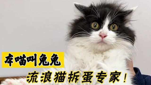 本喵叫兔兔:一年救助几百只猫,领养140只,为救猫开宠物医院!