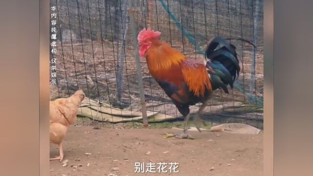 铁公鸡趣事