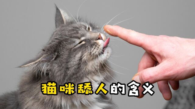 猫咪爱舔人的含义,我终于知道了!