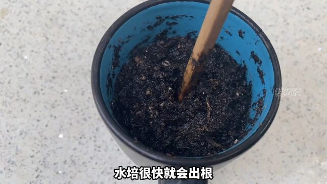 一些经验分享给您#人参果 #家庭种植 #红红火火三分钟