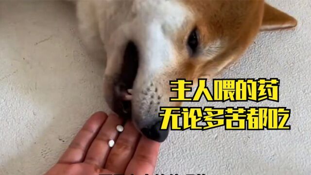 被医生宣判“死刑”的犬瘟狗,主人竟自己用药把它救活了