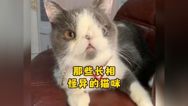 那些长相怪异的猫咪,来看看哪个最奇怪?