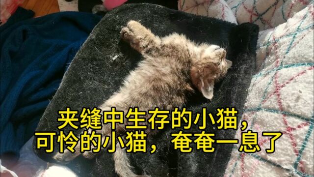 夹缝中生存的小猫,可怜的小猫奄奄一息了