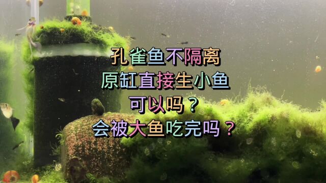 孔雀鱼不隔离原缸直接生小鱼可以吗 会被大鱼吃掉吗