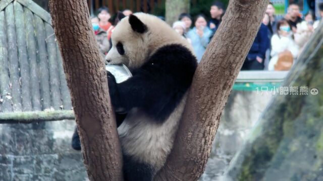 爱了么开始送盆了#大熊猫渝可渝爱 #一方水土养一方熊猫 #重庆动物园